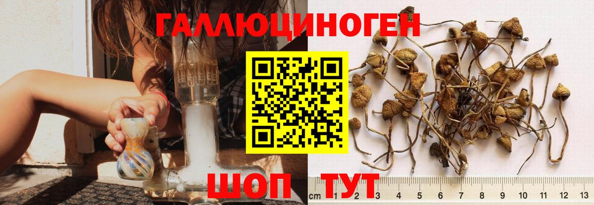 Галлюциногенные грибы Cubensis Аргун